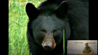 The Truth About Bears | Virtual Wilderness Wildlife Wednesdays