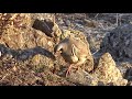 Keklik Avı (Bağlı) - الحجل طائر - куропатка - partridge