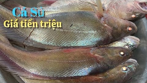 (P3) Một đên săn cá Sủ ngư dân may mắn kiếm tiền triệu | Cù Lao Dung Vlogs #489