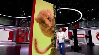 Hazel Dormice Reintroduced In Derbyshire  - BBC News