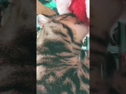 毛布を吸うネコチャン Shorts ネコ ねこのいる生活 Cat Youtube 毛布を吸うネコチャン Shorts ネコ ねこのいる生活 Cat Youtube