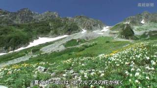 涸沢の夏　カールに咲く夏の花