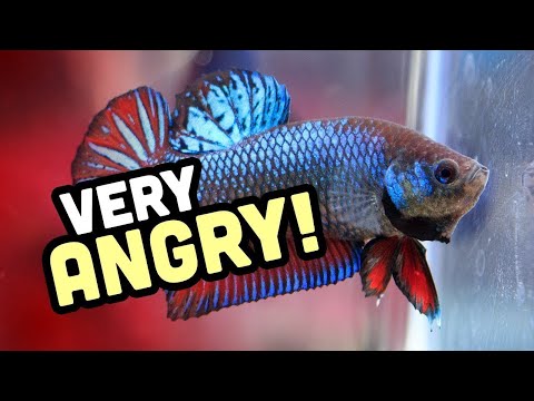 Why do betta