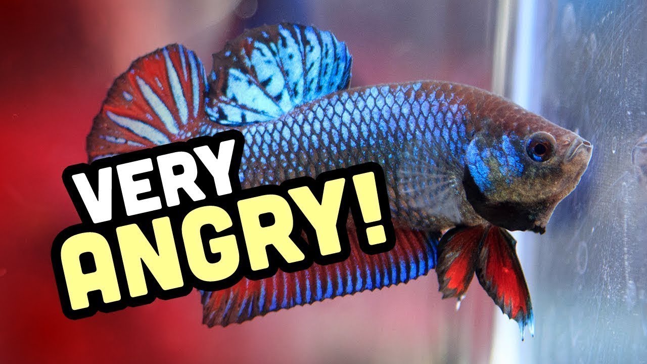 Why Do Betta Fish Fight? | Why Are Bettas Aggressive?