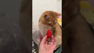 Cat games and funny moments 😂 #cat #fun #viral