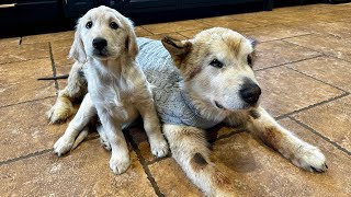 Introducing A Golden Retriever Puppy For The First Time! (Cutest Ever!!)