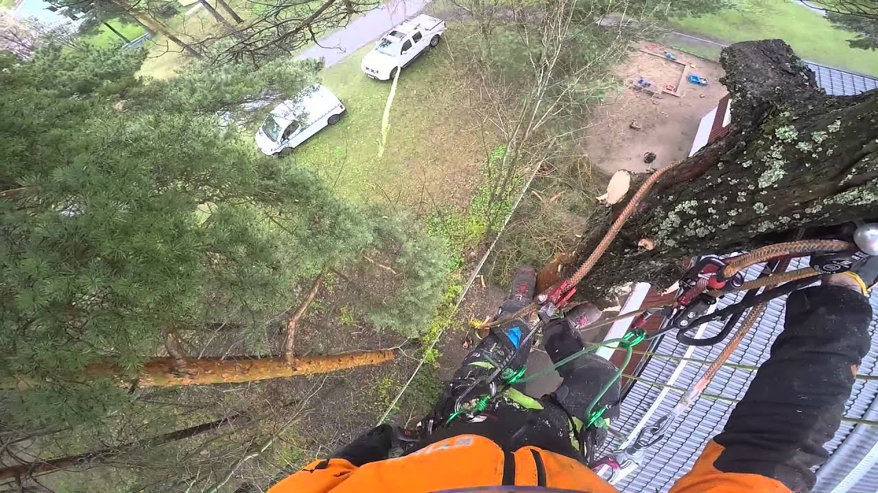 Pine removal in a tight space! - YouTube