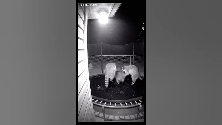 My Security Camera Caught THIS at 3 AM... I'm Speechless.  #Raccoons #FunnyAnimals #Wildlife #CCTV