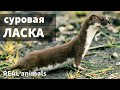 ЛАСКА загоняет грызуна на бобровой плотине / REAL animals