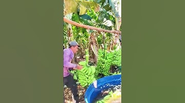The process of skillfully breaking off bunches of bananas and throwing them into the cleaning sink