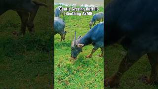Gentle Grazing Buffalo – Soothing ASMR #Buffalo #NatureASMR #RelaxingShorts #PeacefulNature screenshot 2
