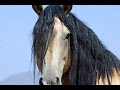 Wild Mustangs PBS Documentary Untamed Legacy