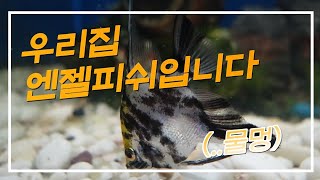 [오늘의 일기]  엔젤피쉬 산란상 물멍 열대어 Angelfish ASMR