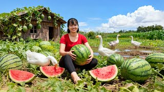 TIMELAPSE -- Harvesting 100Kg Giant Forest Watermelon & New Hybrid Watermelon Variety Discovered