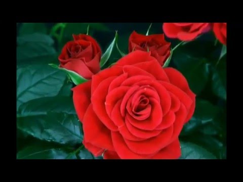 Vídeo: Saiba mais sobre o desabrochar de rosas