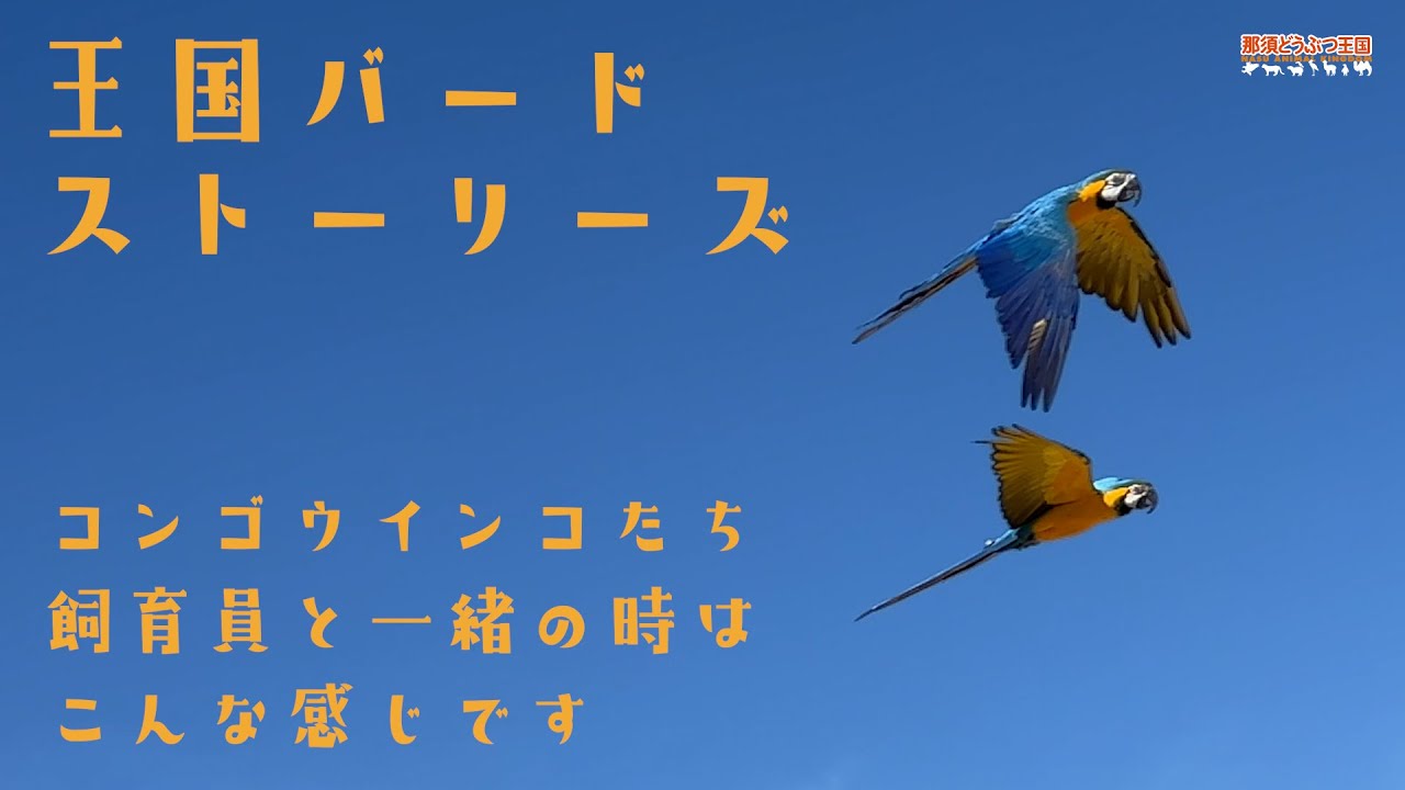 【王国バードストーリーズ】コンゴウインコたち、飼育員と一緒の時はこんな感じです / Macaws - After Their Performance