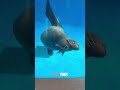 “Dogs of the ocean” 🌊#sealions #summer #didyouknow #fyp #animals #facts