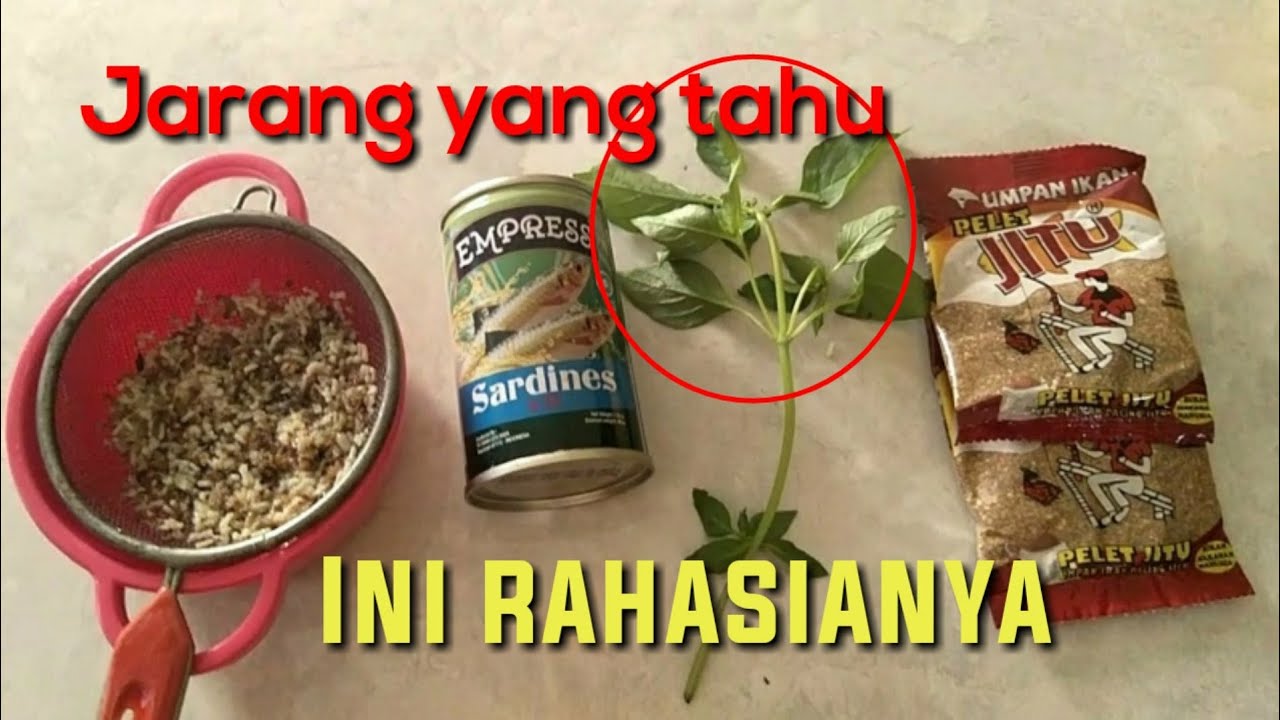 Umpan ikan mas bahan dasar jitu dan kemangi, gacor buat harian