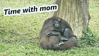 Little gorilla Ringo's time  with mom /小大猩猩Ringo與媽媽的時光