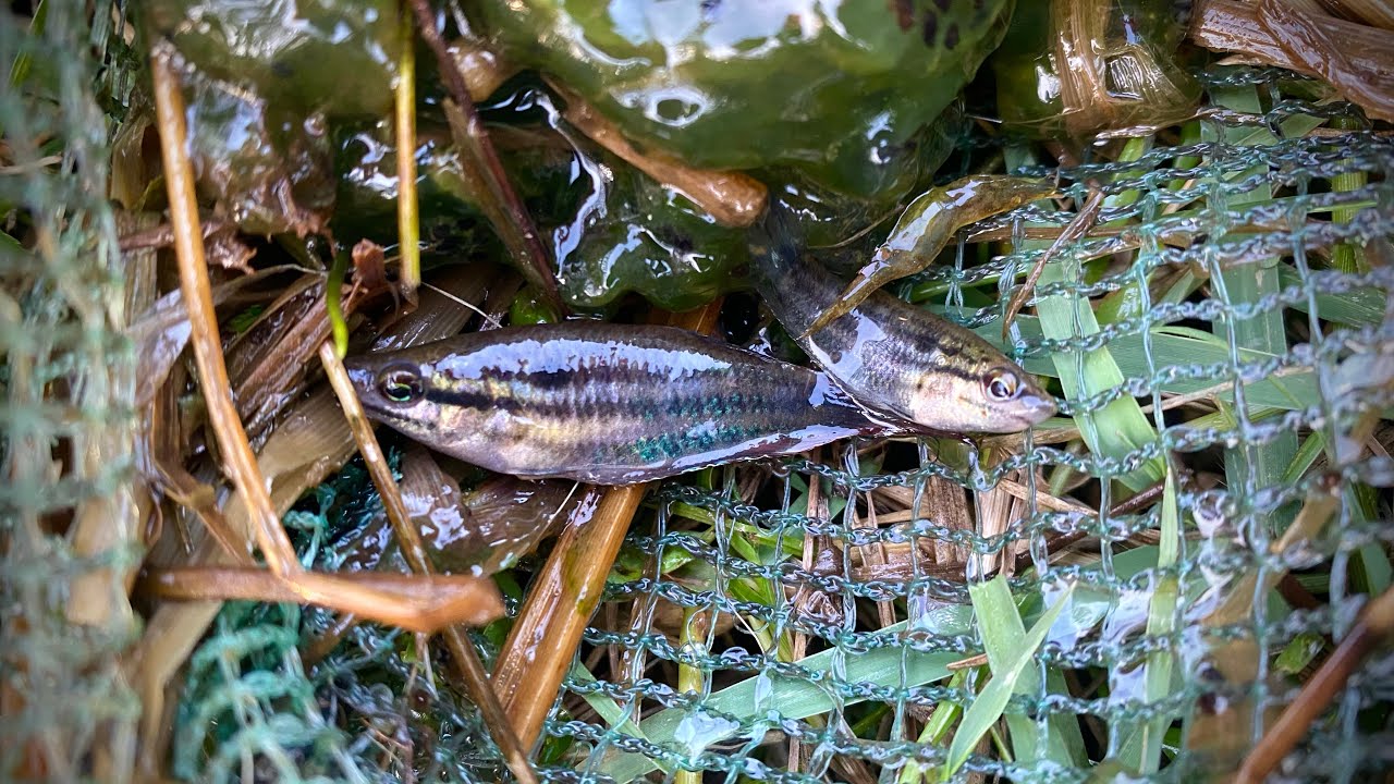 Fish Catching Insect Beautiful catch fishing and observe aquatic insect in rural frog ...