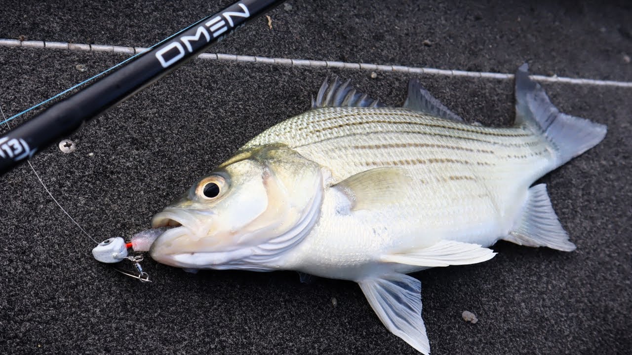 12 lb mono fishing line Amazon.com : Joy Fish Monofilament Fishing Line Hi-Vis Green 1 Lb Spool (12  Lb) : Sports & Outdoors