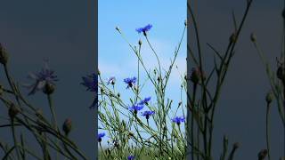 Волошки #українськіпісні#українськийконтент#пісня#новамузика#music#songs#ukrainemusic#love