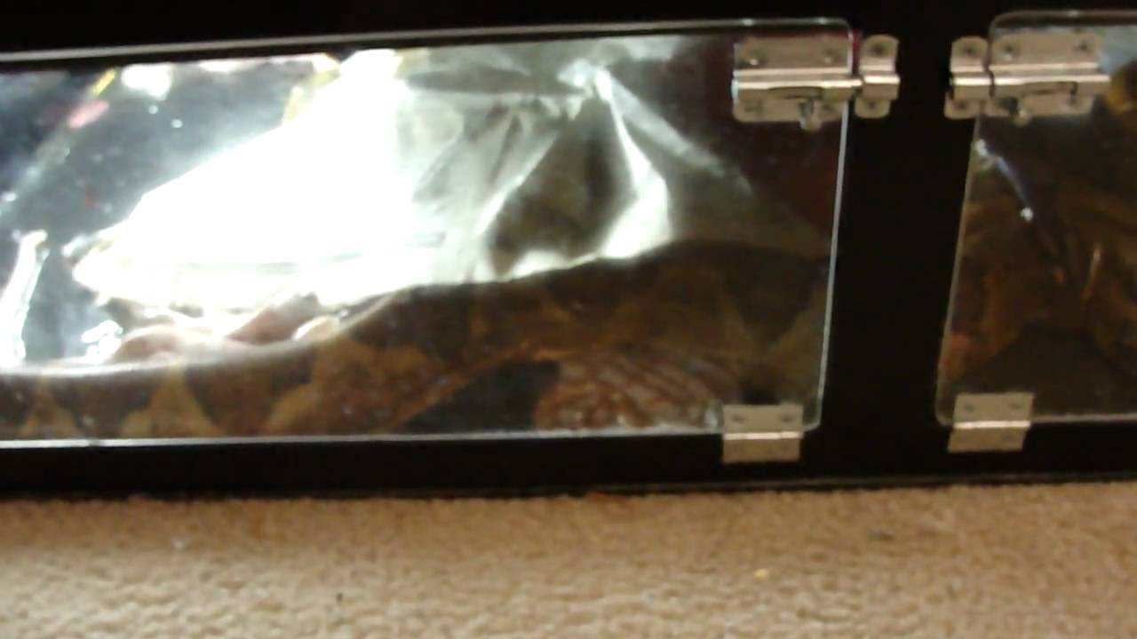 salmon fish May 2010 Farrah Has Her Litter At Last Part 1 of 5