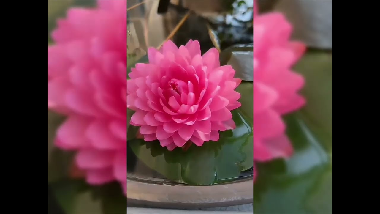 ДОВЕРИЛИСЬ ОБМАНУ. Стихотворение Светланы Ханс 