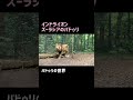 曲はなぜかナウシカ