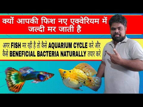 How to Cycle Aquarium In Hindi | How to Creat Beneficial Bacteria Naturally In Aquarium