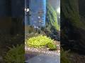 purple panda male guppy + blue singa female guppy crossbreed #guppy