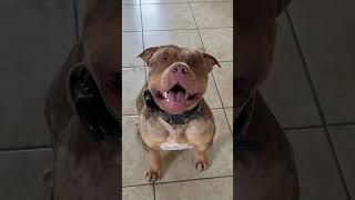 Famous Bully Max muscle builder tablets are life 🤌🏼 #bullymax #americanbully #workingdogs #dogsoftheworld Net Worth