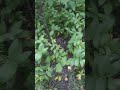 Купена и осина. Пейзажи леса