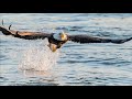 Eagle Fishing in Conowingo Dam Dec 12 2019