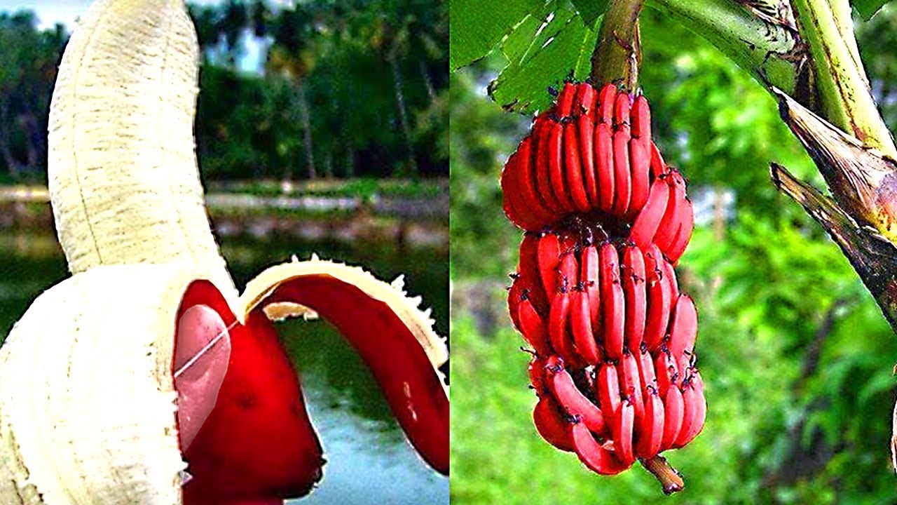 10 انواع غريبة من الفاكهة والخضروات تراها لاول مرة فى حياتك