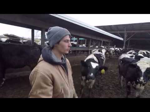 A day on my family dairy farm | 10th Generation Dairyman | The Content Farm