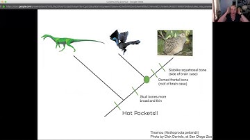 Bird Adaptation via Neoteny: Skull Bones