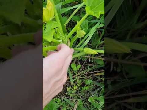 Vidéo: Comment faire la différence entre les fleurs de courge mâles et femelles