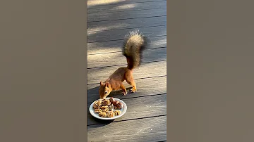 Squirrel 2 9 2025 