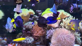 Will They Eat Nori First Time Feeding Blue & Passer Angelfish (ASMR)