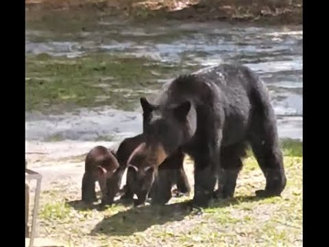 Mama bear & 3 cubs visit - YouTube
