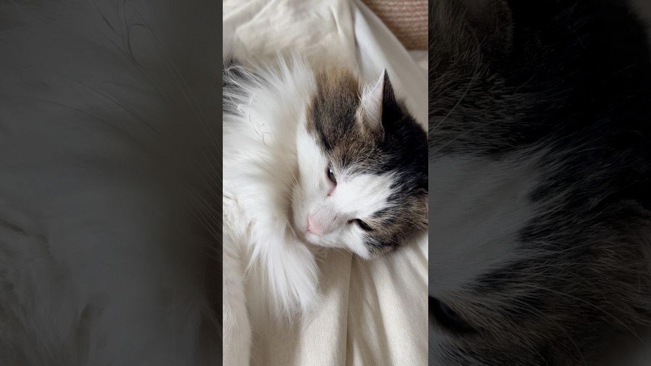 仕事に疲れた時は毎回これ #cat #猫のいる暮らし