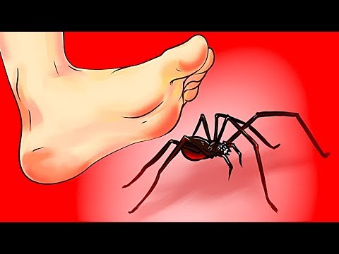 Video Phải làm gì khi nhìn thấy nhện - youtube