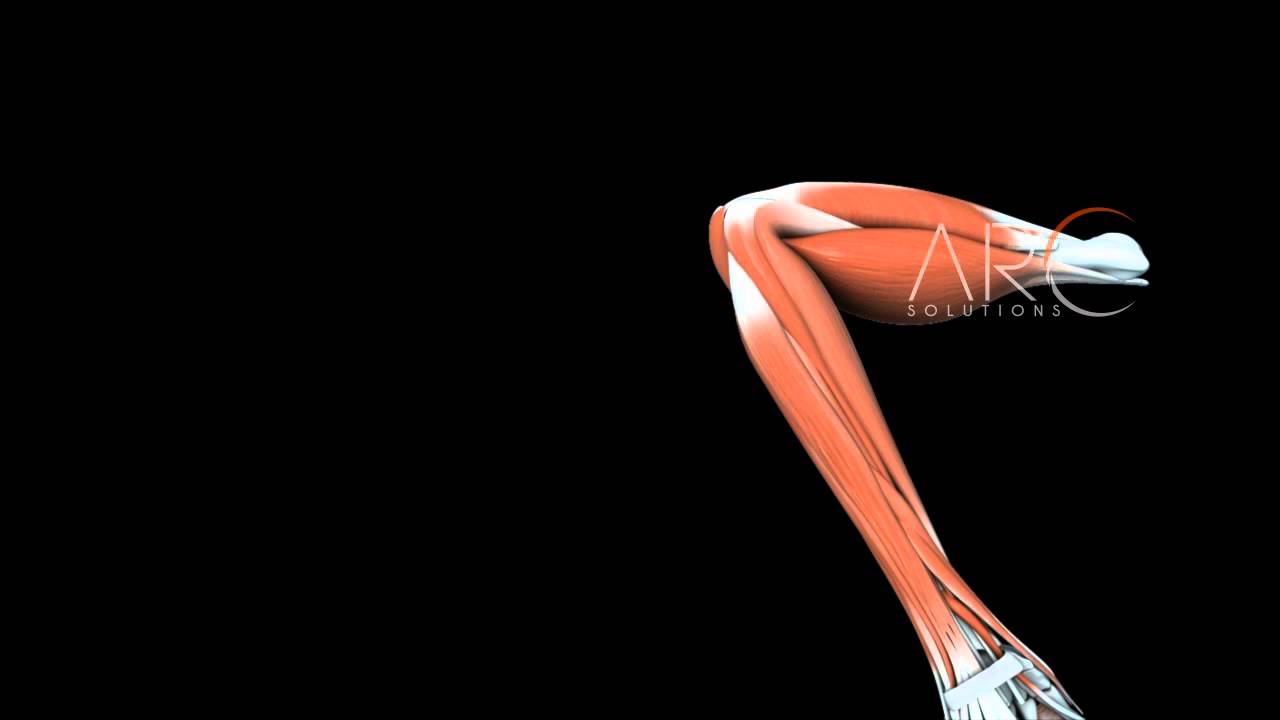 Hand Muscle Movement - Medical Animation - YouTube