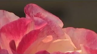 Lloyd Center hosts final Rose Show ahead of mall closure