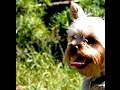 Screaming &#39;Wind Up&#39; Yorkie