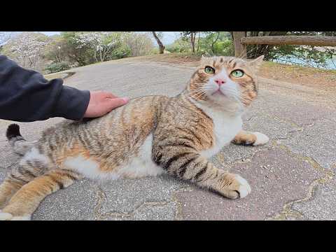 丸っこいキジシロ猫が足の前に立ちはだかって「帰らないで！」と訴えてきた