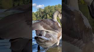 Big Mute Swan Juvenile Hissing