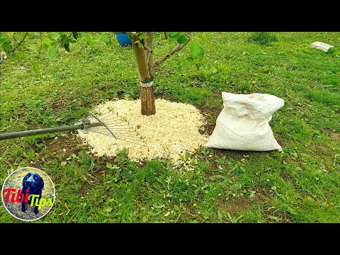 Video: Mulčovanie pokosenou trávou – pomáhame sebe aj záhonom