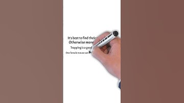 Why mouse Traps dont work😃 Short Summary Video 😃 #shorts